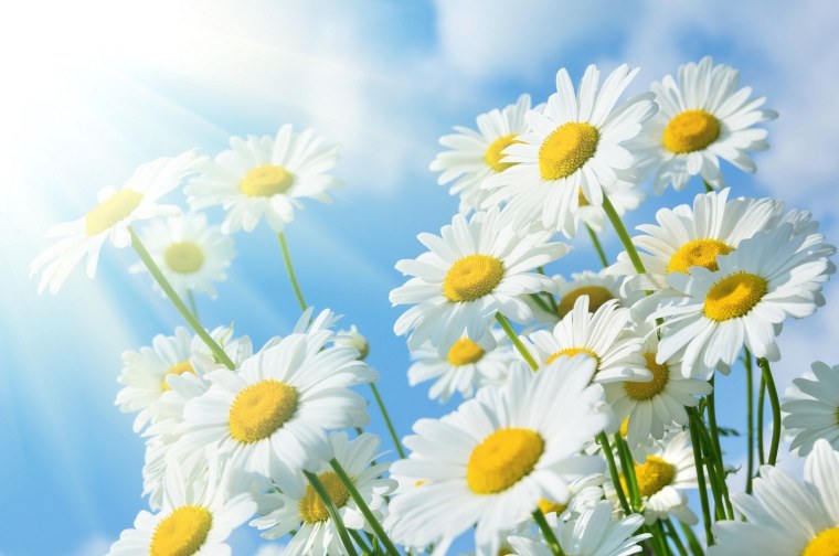 Ромашки на голубом небе