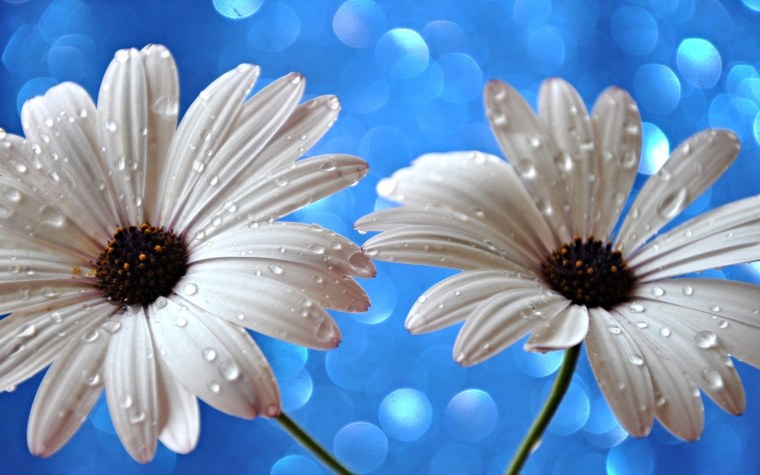 Фон голубые ромашки и капли