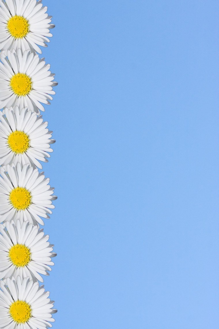 Белые ромашки