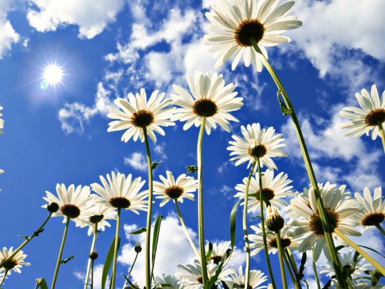 Цинерария Flowers