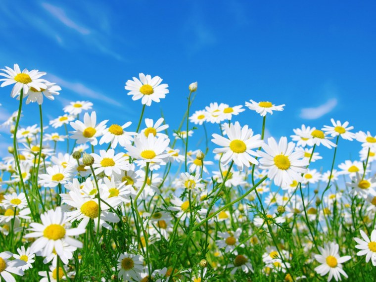 Букет ромашек на фоне голубого неба