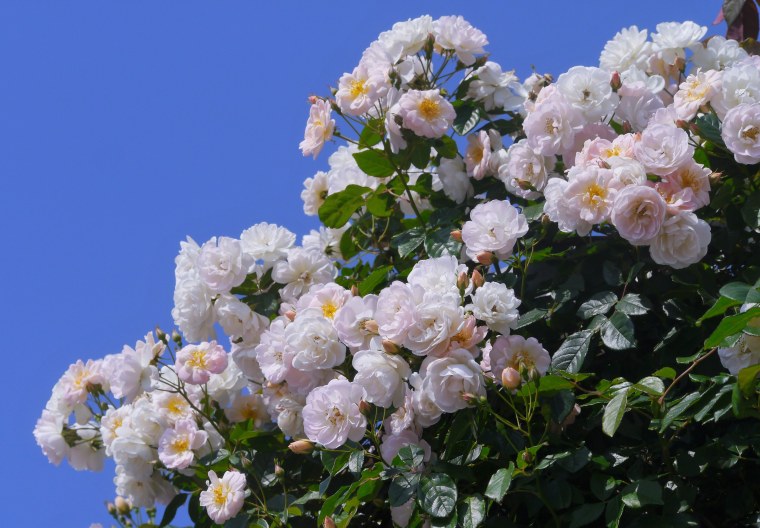 Rosa odorata