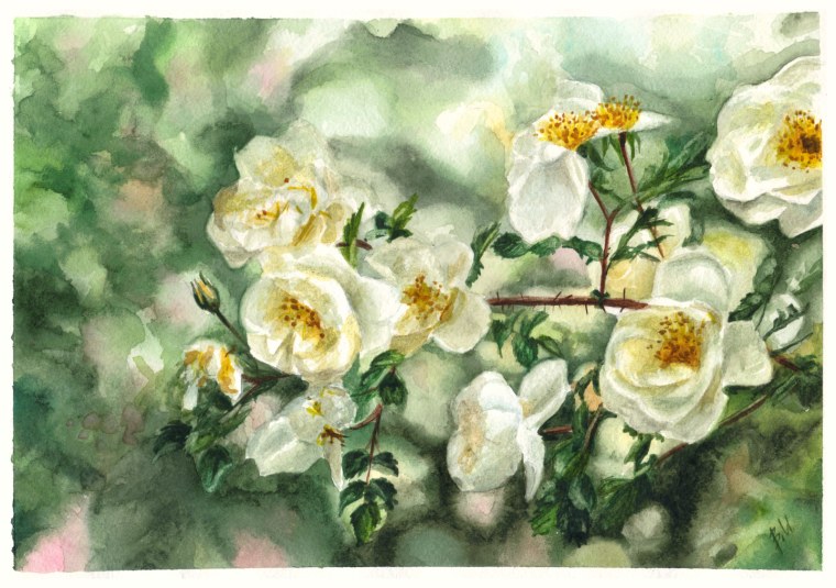 Белые цветы акварель