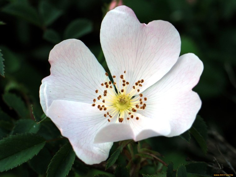 Шиповниковая роза красная