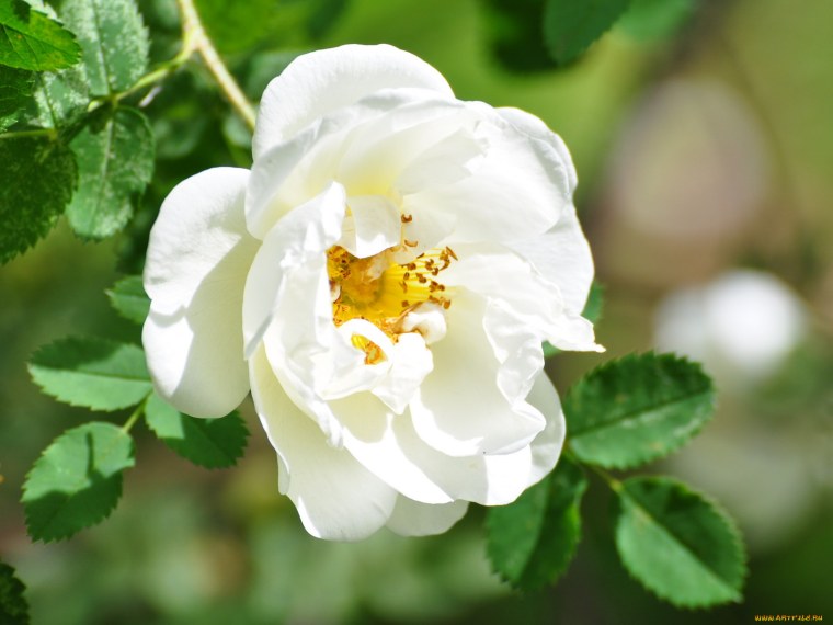 Белые цветы шиповника на айфон