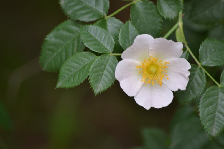 Лист шиповника макро