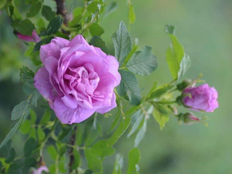 Шиповник пионовидный