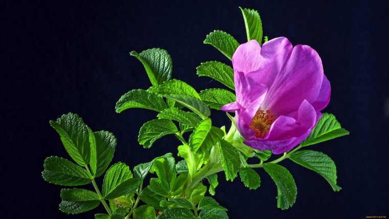 Камелия шиповник фиолетовый