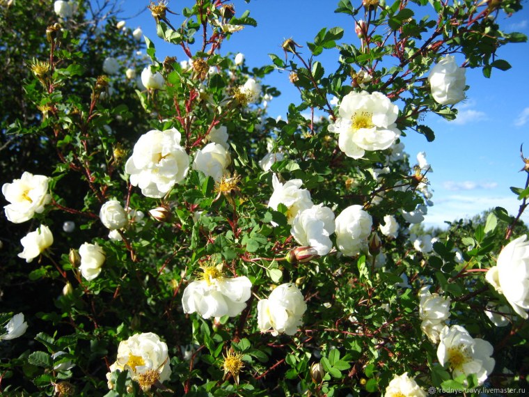 Желтый шиповник Капуцинская роза