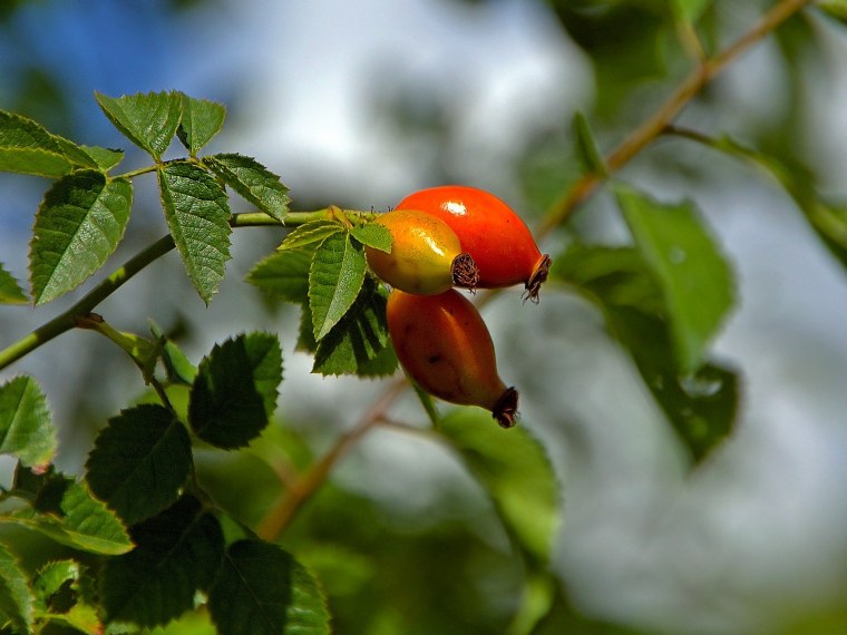 Белый шиповник плоды
