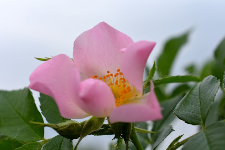 Шиповник дерево цветение