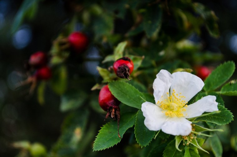 Роза белая Шиповниковая