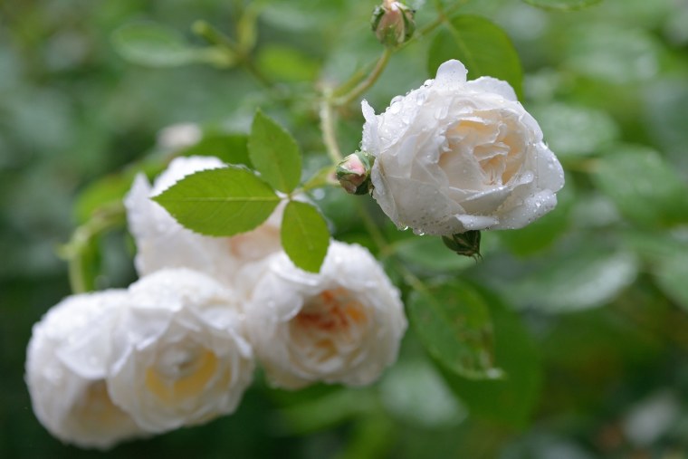 Кустовые розы в природе