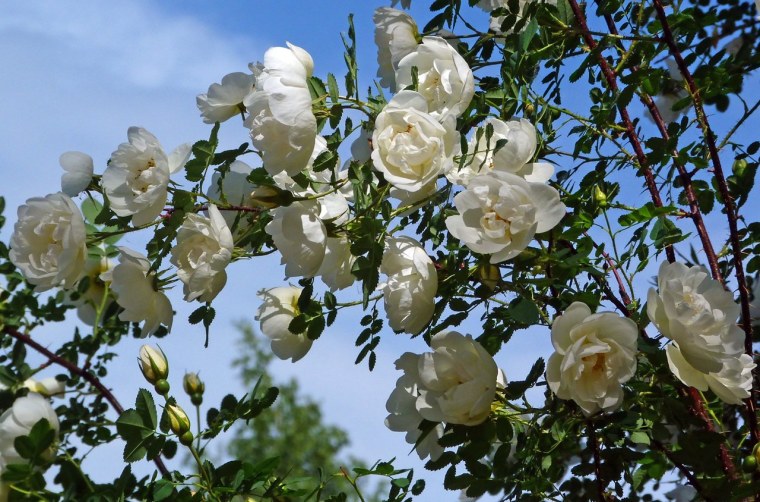 Шиповник белый Дикая роза