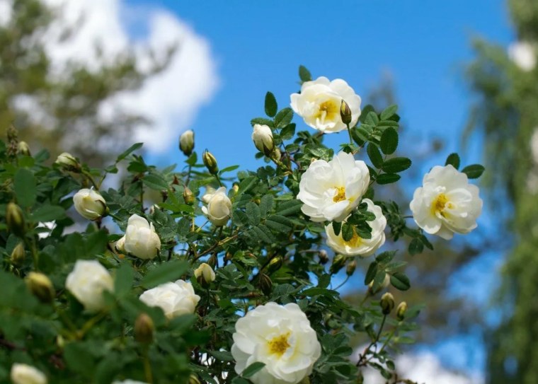 Шиповник белый Дикая роза