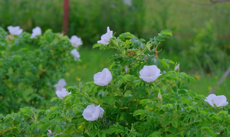 Роза морщинистая Альба изгородь