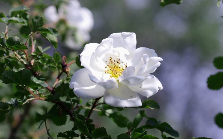 Шиповник белый Дикая роза