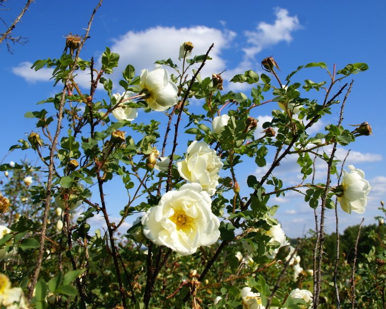 Шиповник куст