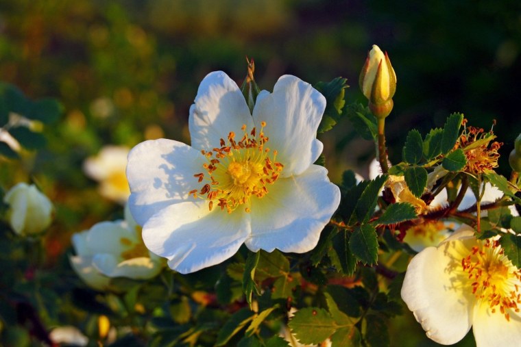 Шиповник белый лебедь