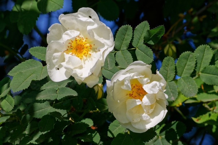 Цветы Дикие розы бирюзовый