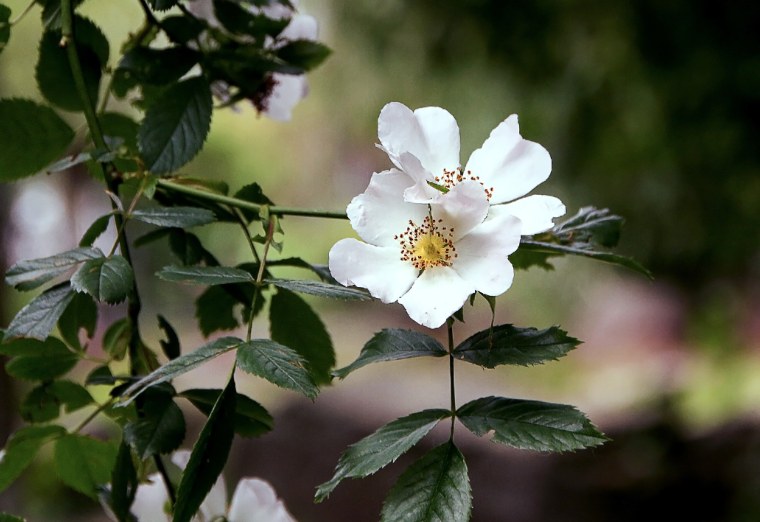 Шиповник Лакса