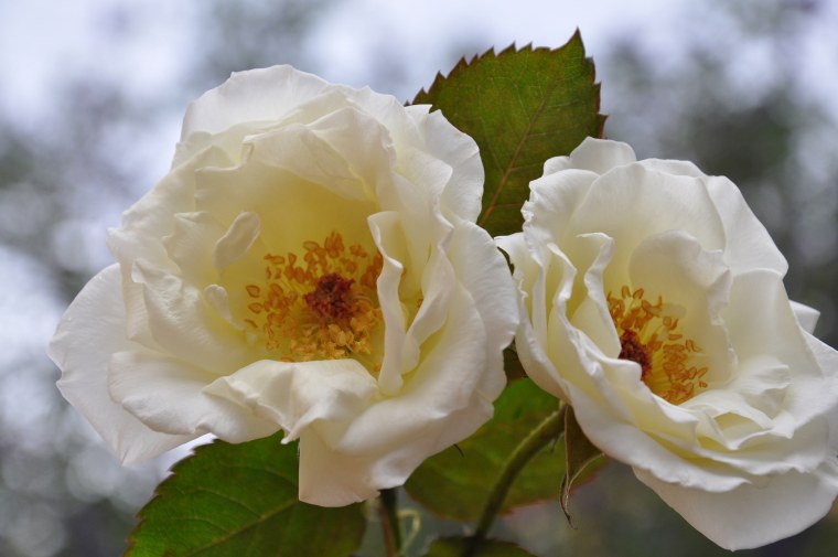 Шиповник чб