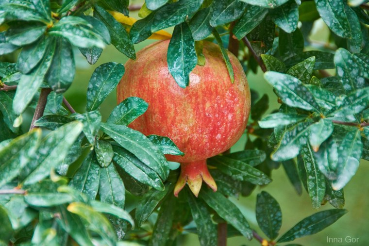 Гранат Велес