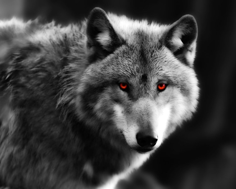 Волк одиночка