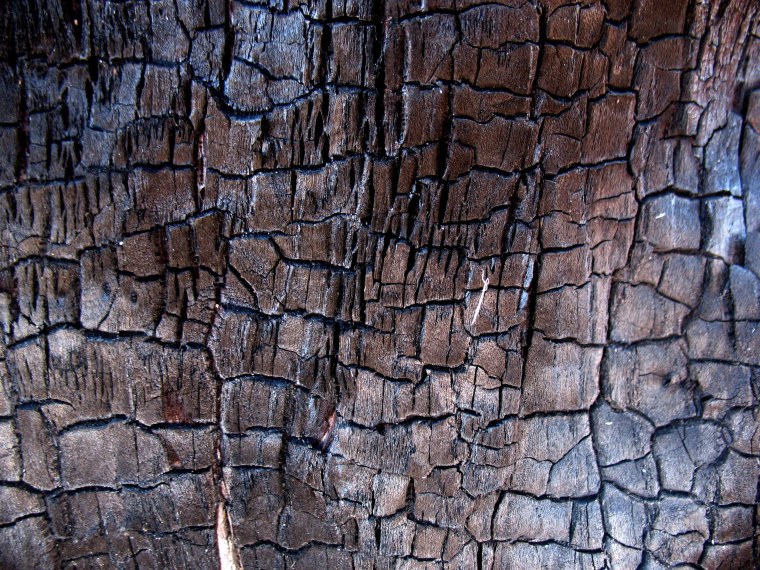 Природная фактура дерева