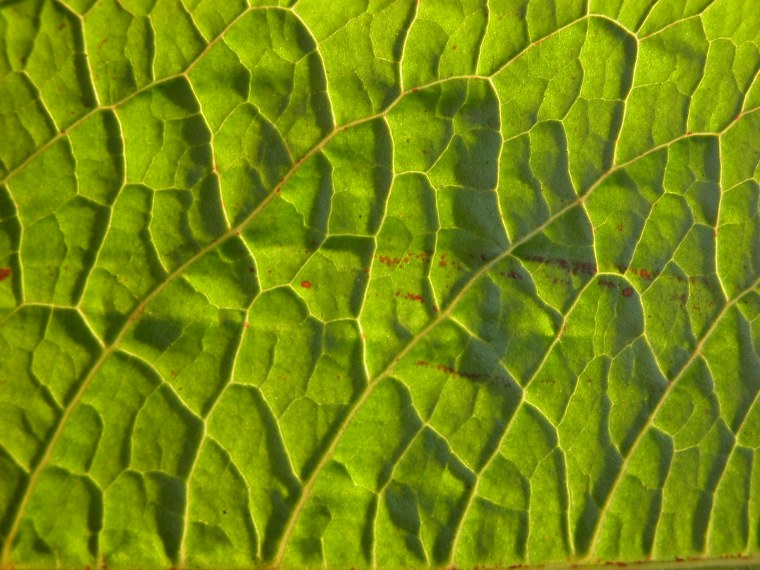 Фактура дерева