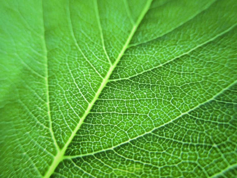 Потрескавшееся дерево