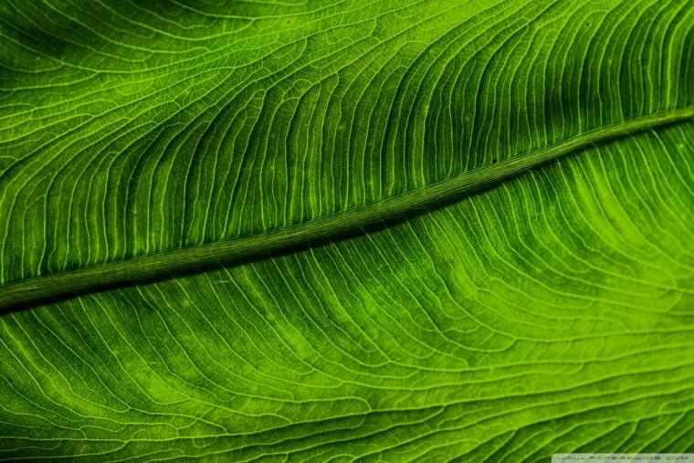 Текстура кедр слэб