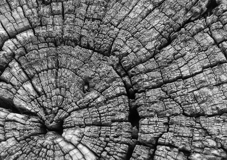 Корковые лишайники