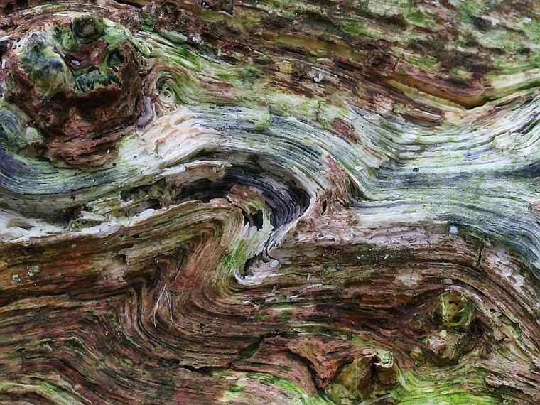 Текстура дерева