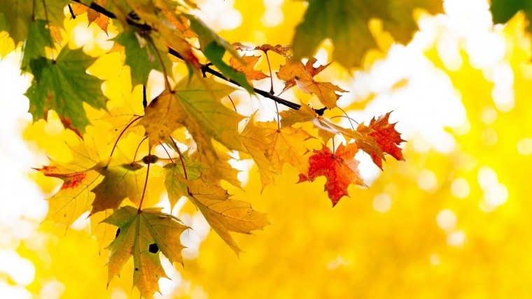 Красивая осень