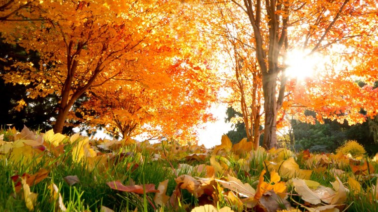 Красивая осень