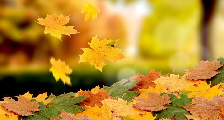 Листопад это приспособление растений к