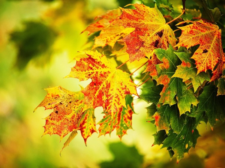 Осенняя листва