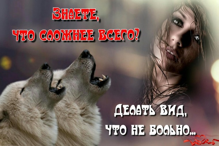 Красивые статусы про Волков