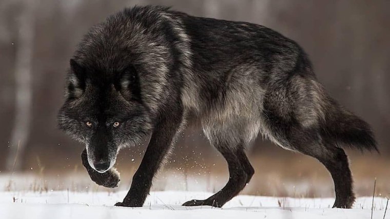 Стишки про Волков