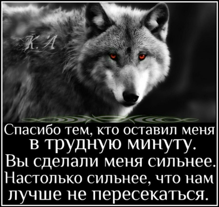 Волк с надписью