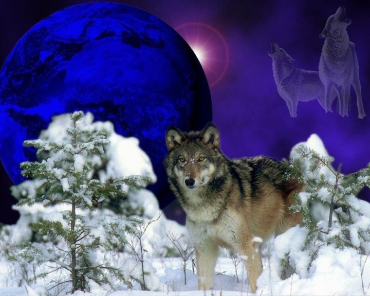 Волком выть хочется