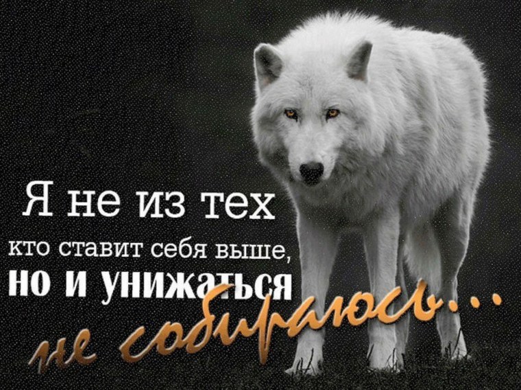 Волк и волчица любовь цитаты