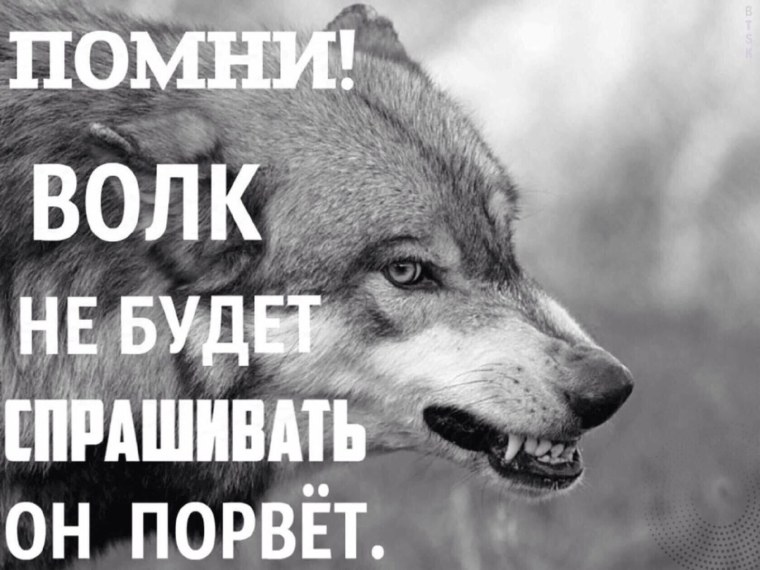 Волки высказывания Мудрые