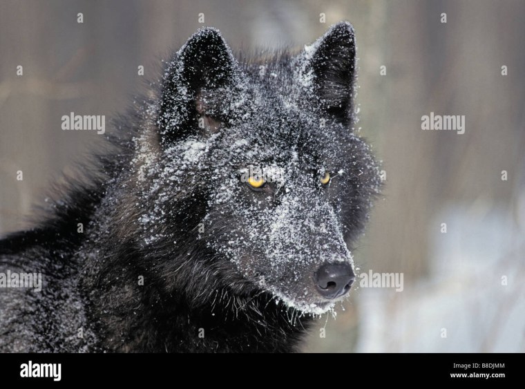 Умные фразы с волками