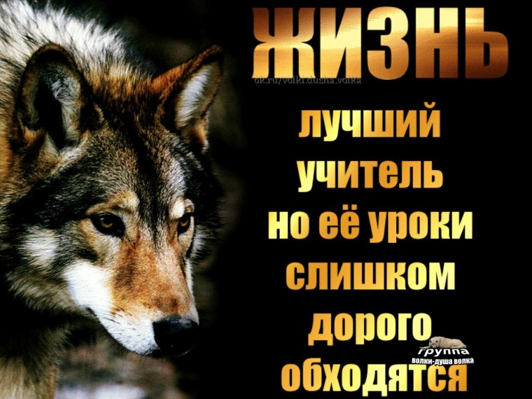 Дефицит Волков не повод ценить шакалов