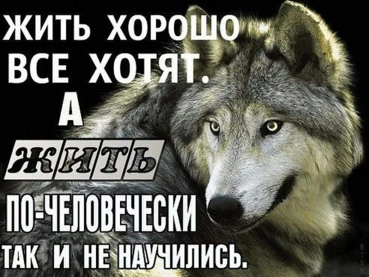 Красивые статусы с волками