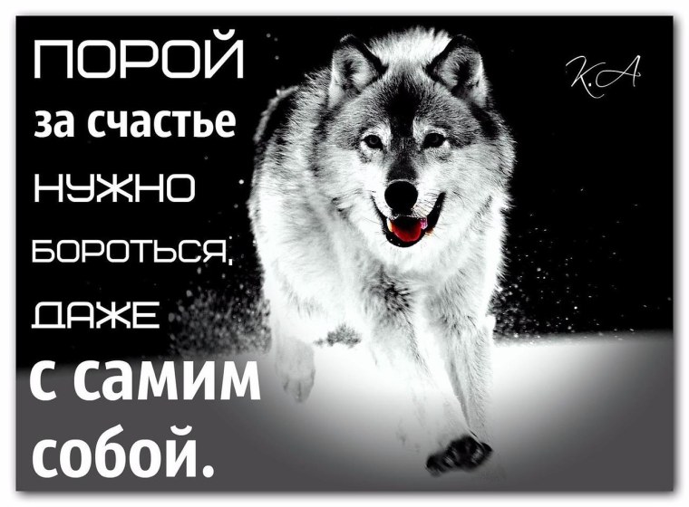 Волк обнимает девушку