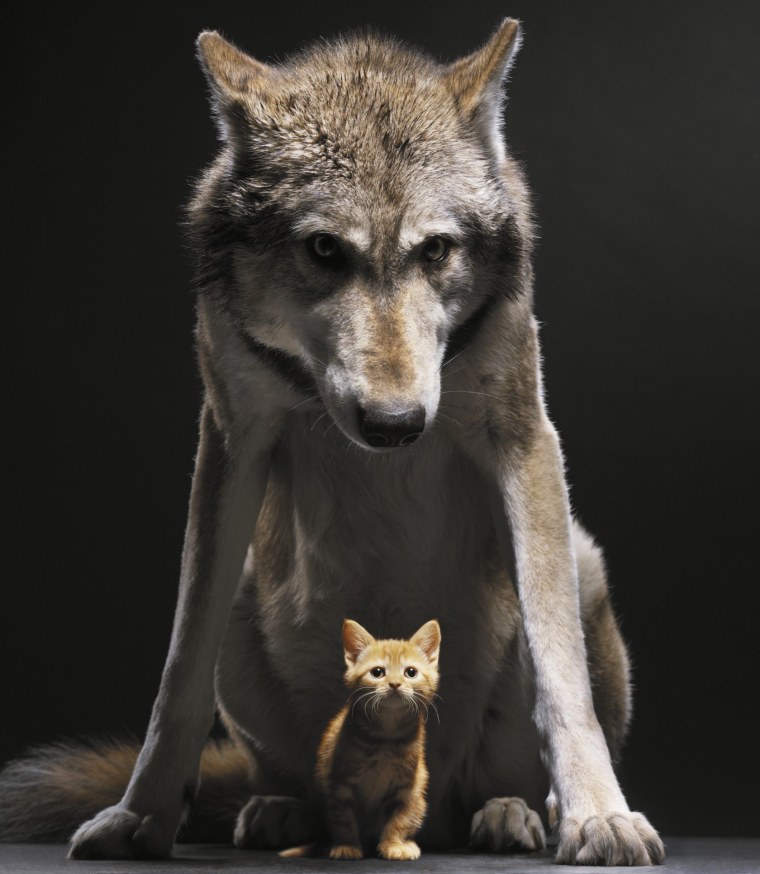 Одинокий волк цитаты