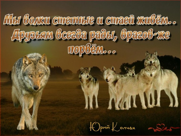 Волк цитаты со смыслом